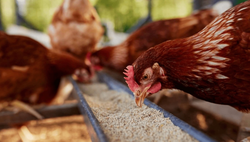 Broiler nutrition support for cleaner litter and better performance