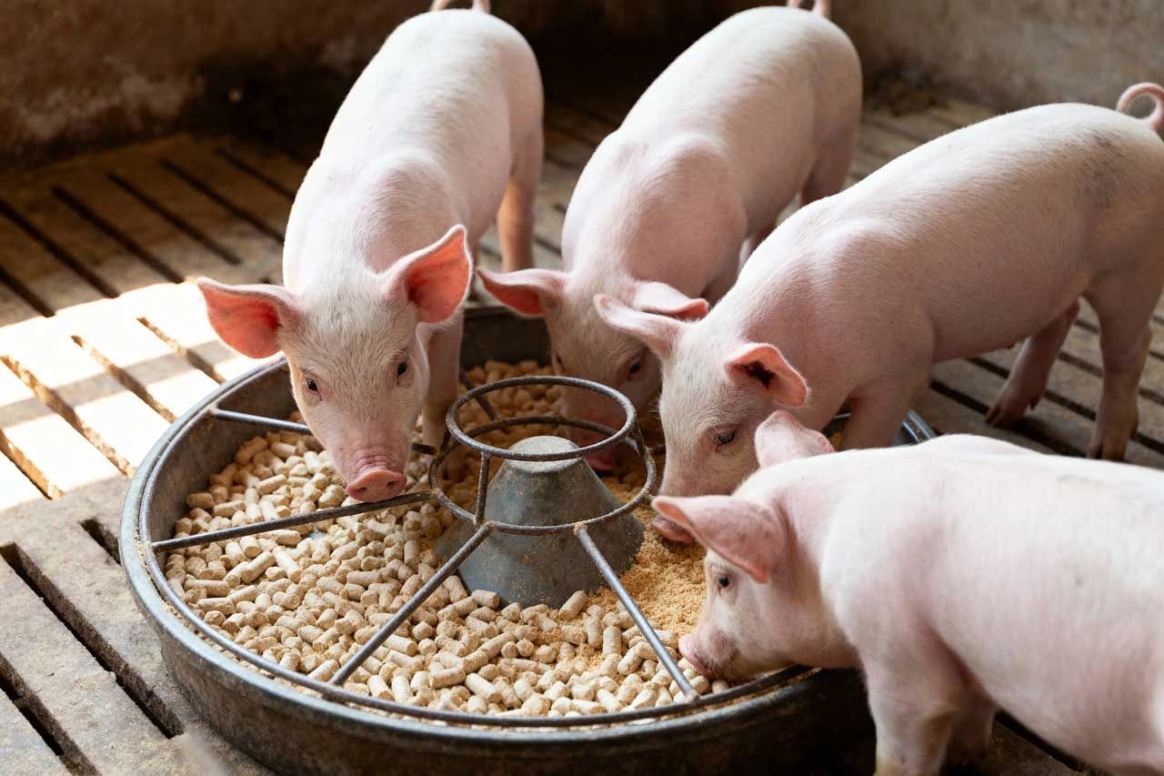 GML reduces post-weaning diarrhea and supports piglet gut health
