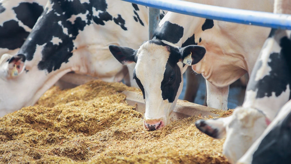How Glycerol Monolaurate (GML) Outperforms AGPs in Modern Livestock Gut Health Management
