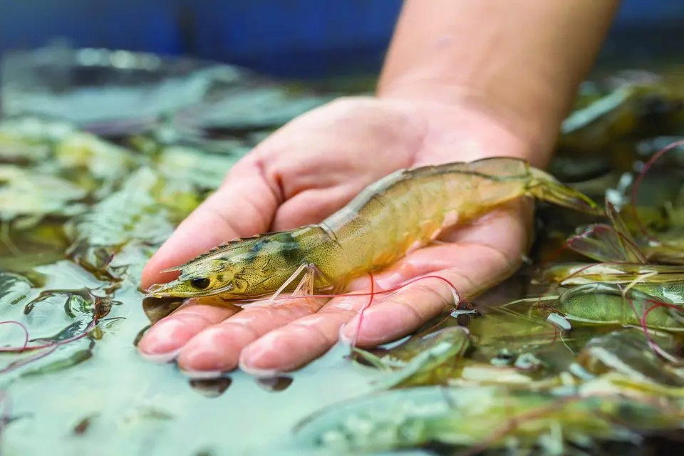 Stable digestible aquafeed pellets for fish and shrimp
