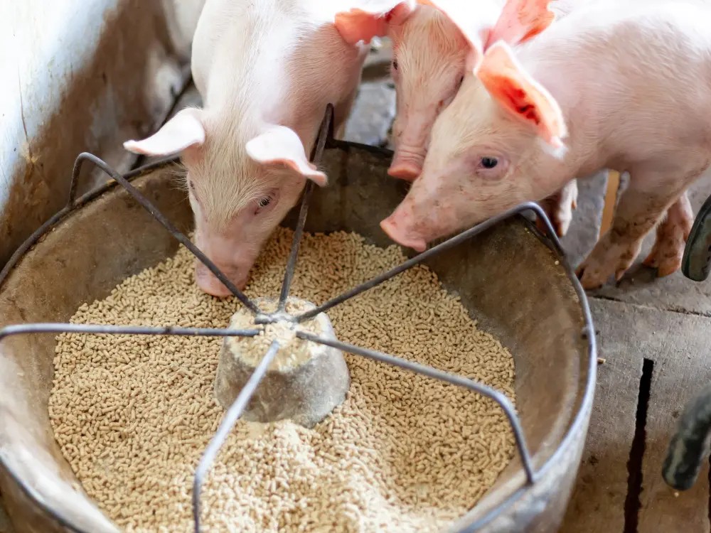 Tributyrin supports precise hindgut butyric acid release