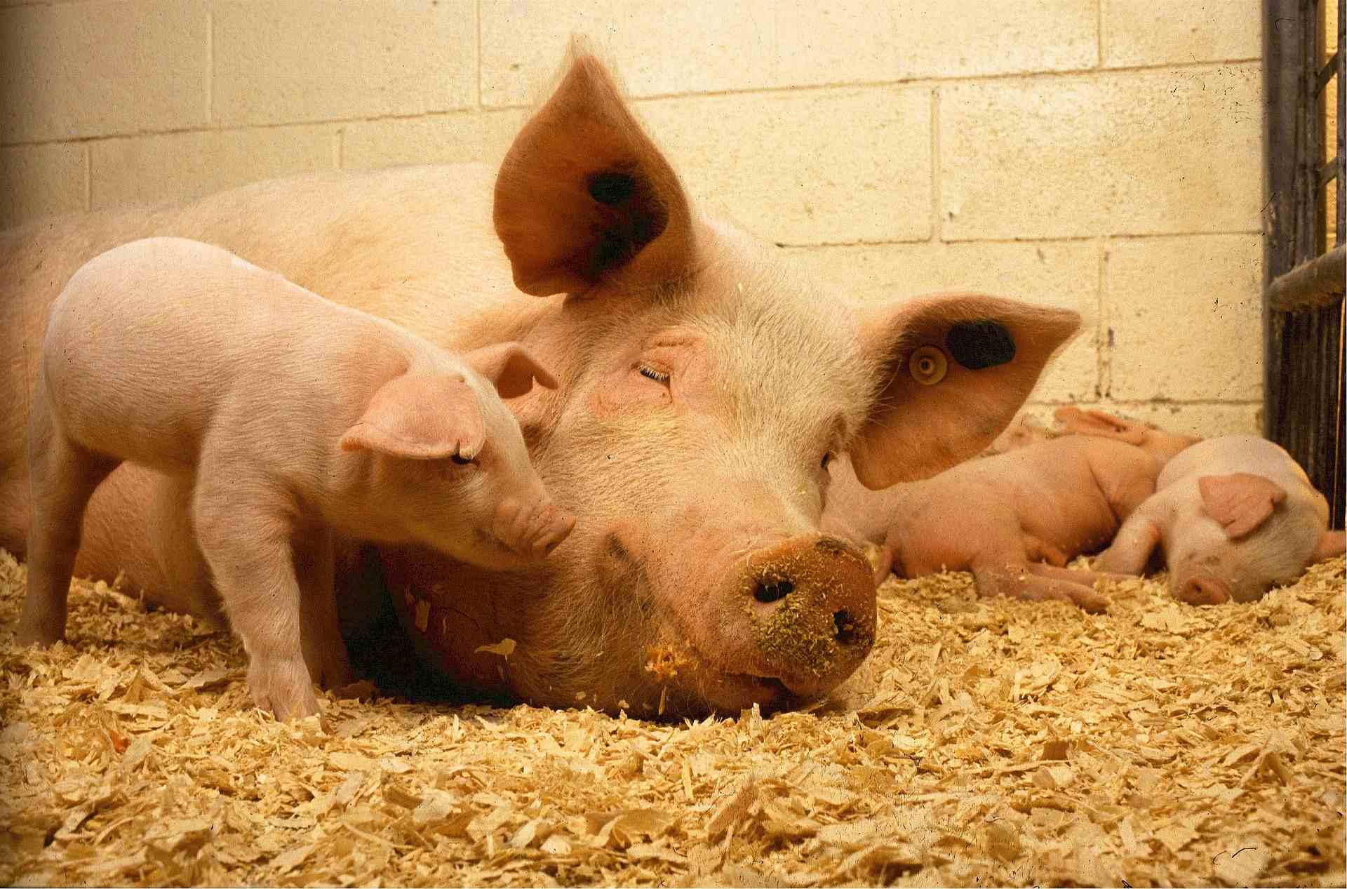 Why Medium Chain Triglycerides Are Becoming Essential in Modern Animal Nutrition