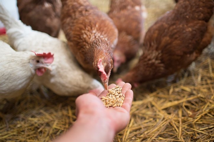 Why Tributyrin is Revolutionizing Gut Health in Modern Animal Nutrition