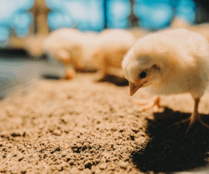 Comprehensive Guide to Feed Emulsifier Mechanisms and Animal Lipid Digestibility