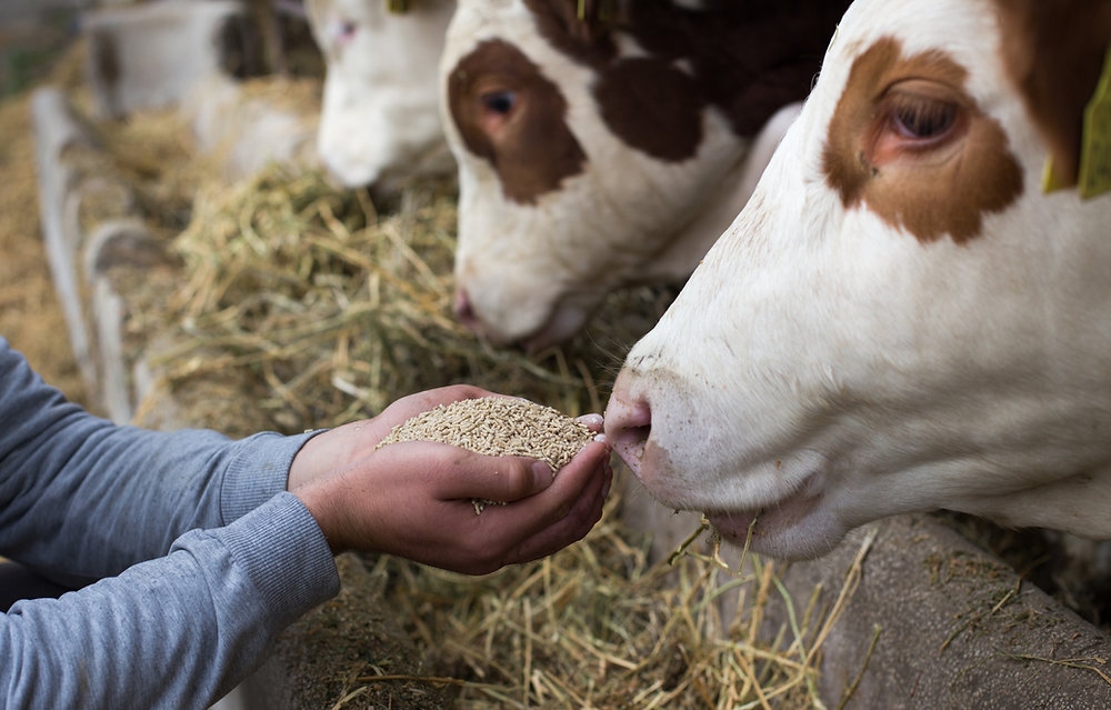 Custom feed additives with flexible global supply solutions