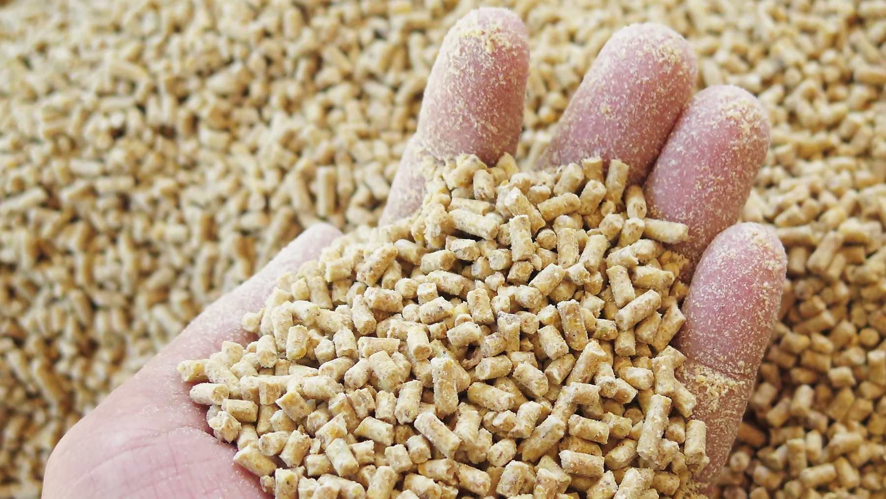 Feed Fat for Lipid Digestion and Energy Availability in Livestock