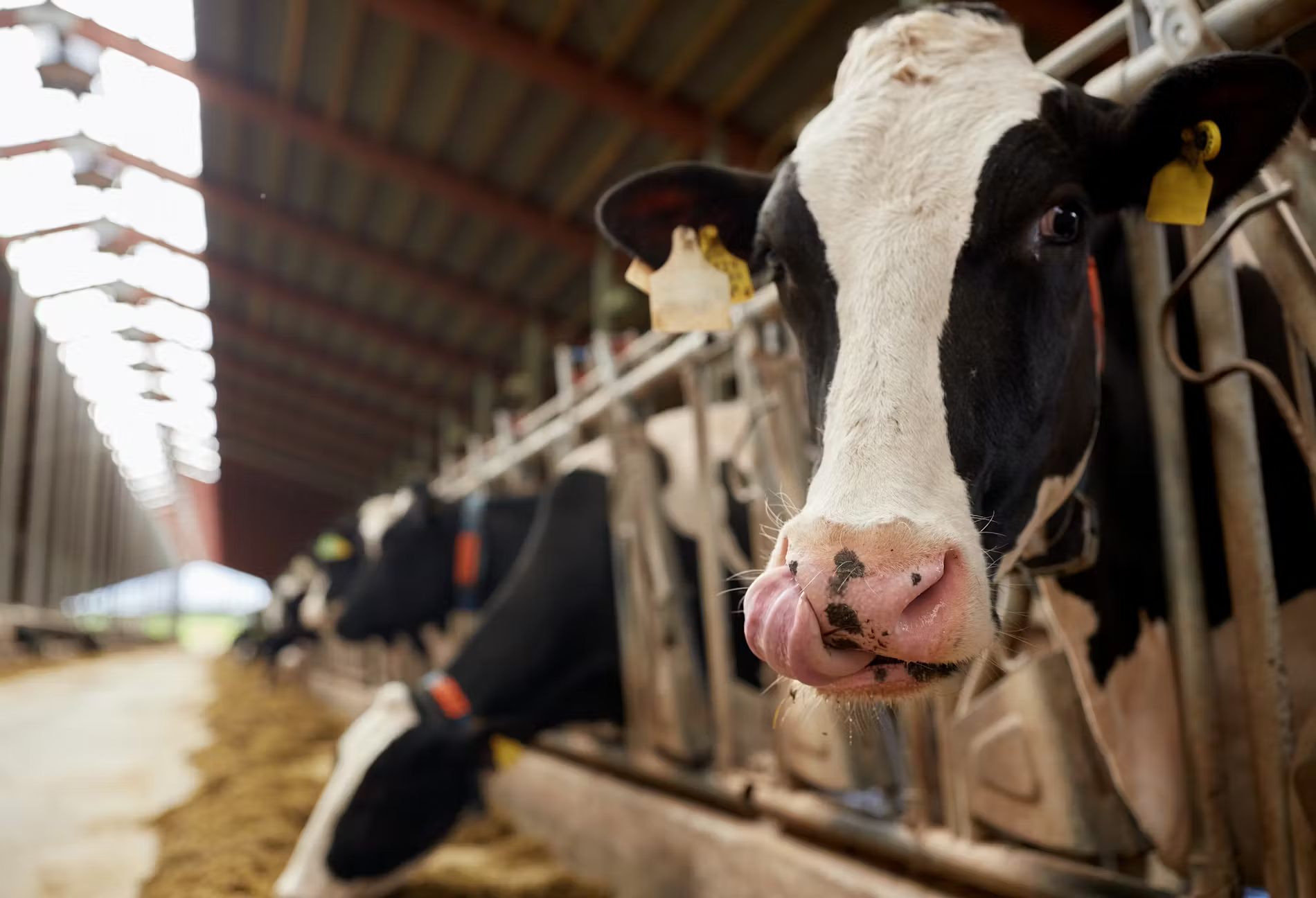 Feed emulsifiers improve fat digestion by enhancing lipid dispersion and absorption