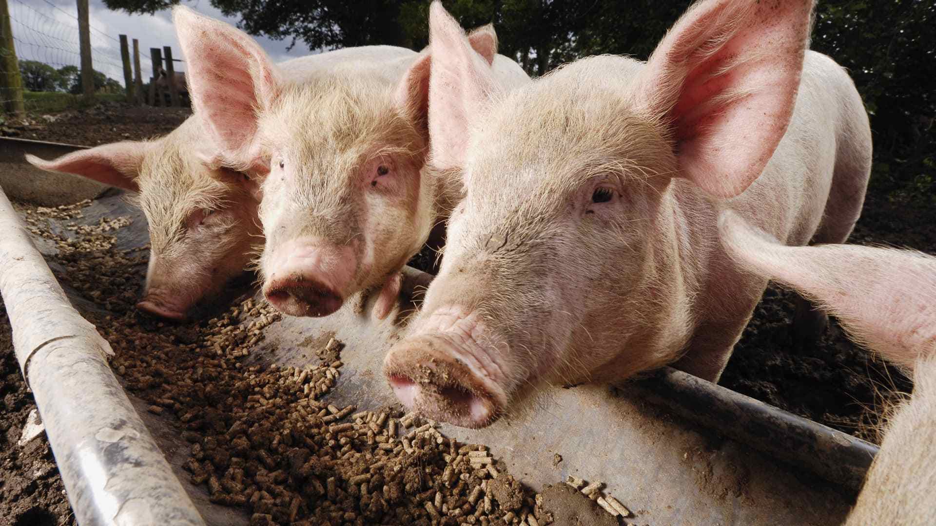 Feed emulsifiers improve fat digestion through micelles and lipase activity