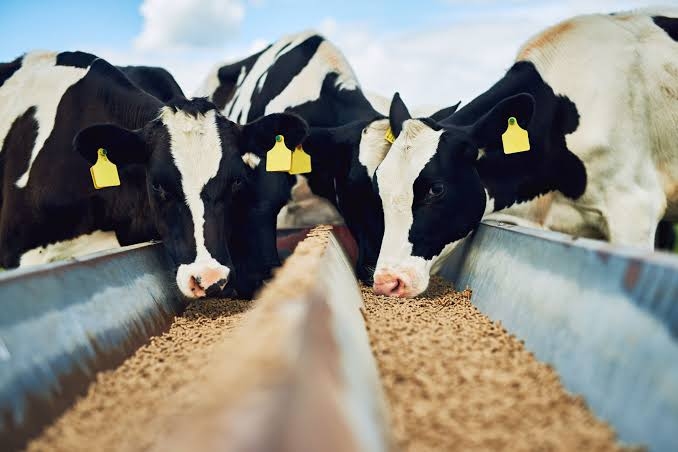 GML feed additive improves animal gut health and growth performance
