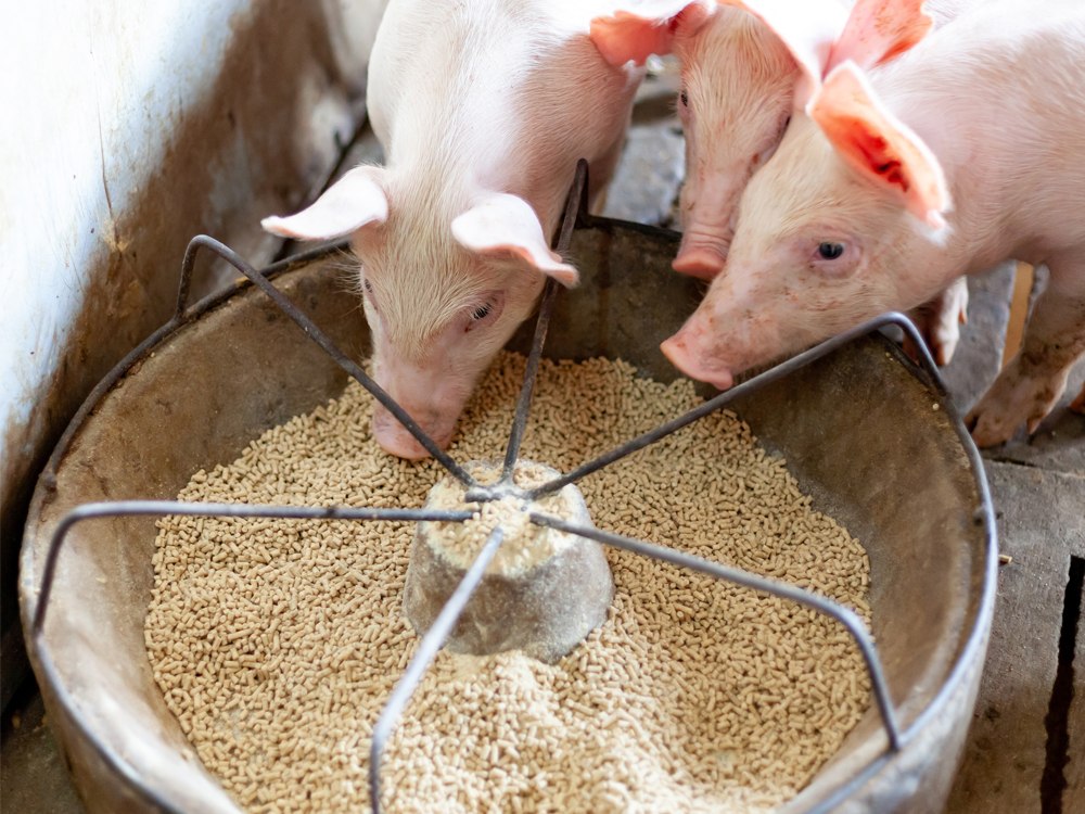High-fat feed reduces heat stress and supports animal growth